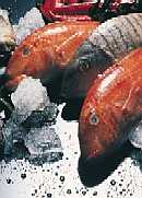 Omega-3-Fettsäruen schützen vor Herz-Kreislauf-Problemen - aber nur, wenn es mit Fischen gegessen wird