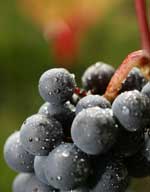 Der in Rotwein enthaltene Stoff Reveratrol soll Herzinfarkt und Schlaganfall verhindern helfen (Foto: obs/Sopexa Deutschland)