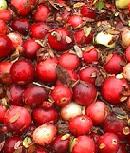 Frisch geerntete Cranberries: Antibiotische Wirkstoffe (Foto: PhotoObjects)