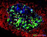 Foto: MPI f. Neurobiologie