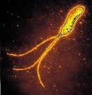 Helicobacter Helicobacter