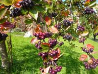 Aroniafrüchte - auch Apfelbeeren genannt - enthalten einen hohen Anteil der Pflanzenstoffe Anthocyane, die sich positiv auf die Gesundheit auswirken (Foto: Susanne Neubert / pixelio.de) Aroniafrüchte - auch Apfelbeeren genannt - enthalten einen hohen Anteil der Pflanzenstoffe Anthocyane, die sich positiv auf die Gesundheit auswirken (Foto: Susanne Neubert / pixelio.de)