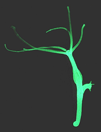 An Hydra wurde das Langlebigkeitsgen untersucht. Das Tier ist ca. 1 cm groß. (Foto: CAU/Fraune)